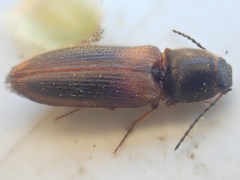 Tetralimonius ornatulus