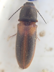 Tetralimonius ornatulus