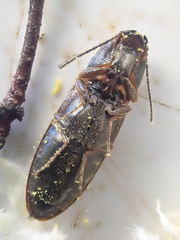 Tetralimonius ornatulus