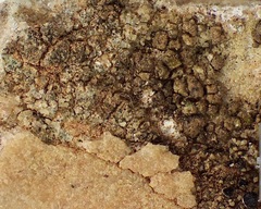 Pyrenodesmia atroalba