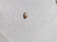 Mulsantina hudsonica