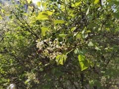 Syringa vulgaris