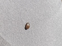 Mulsantina hudsonica