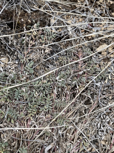 bastard milkvetch (Astragalus tegetarioides)