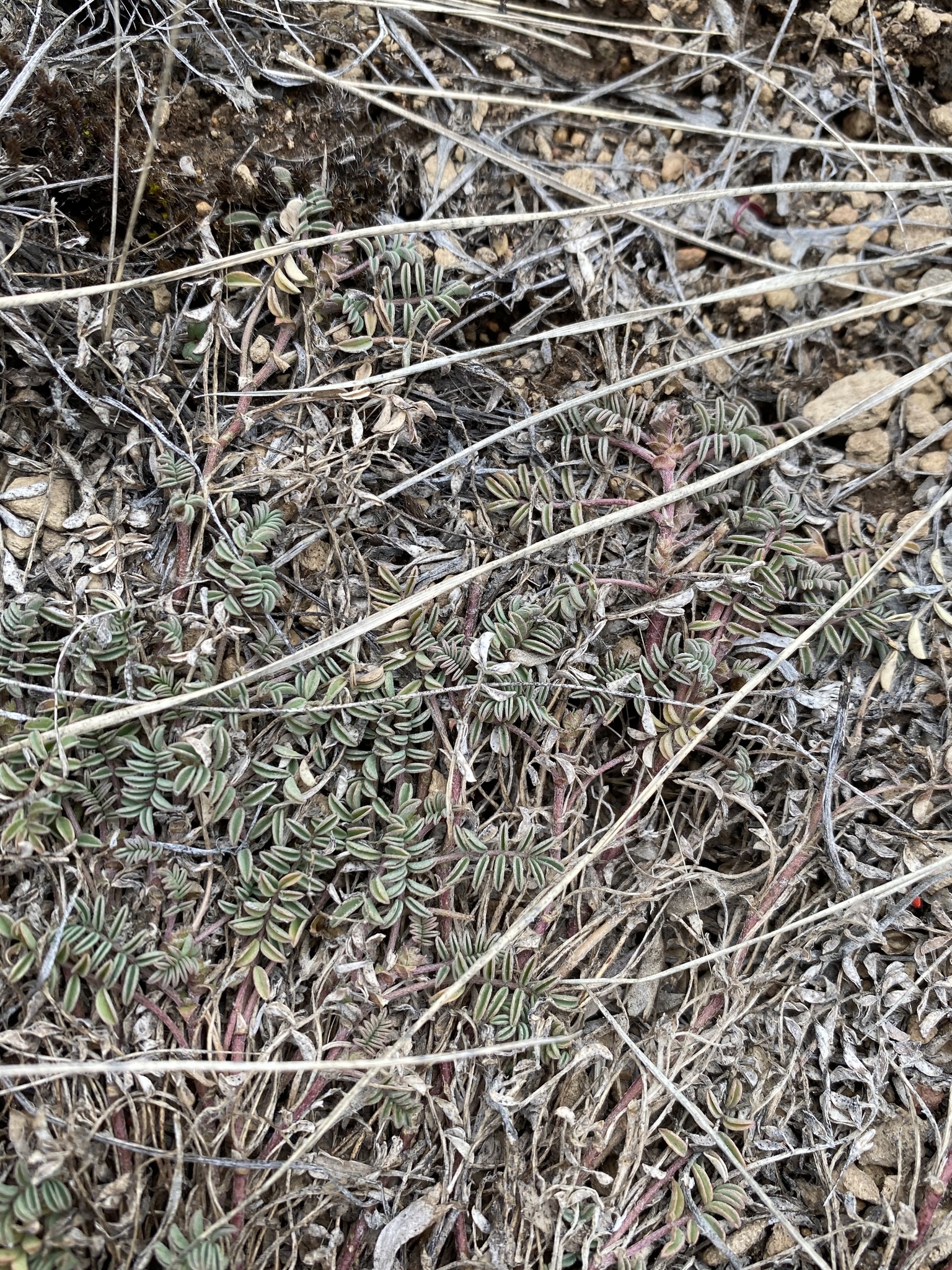Astragalus tegetarioides