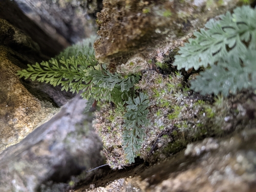 Asplenium pulcherrimum, 2021-03-31
