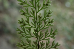 Asplenium pulcherrimum