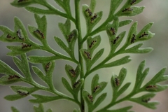 Asplenium pulcherrimum