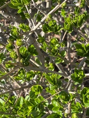 Magnoliopsida