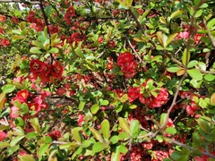 Chaenomeles speciosa