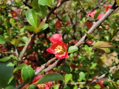 Chaenomeles speciosa