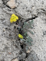 Lomatium donnellii