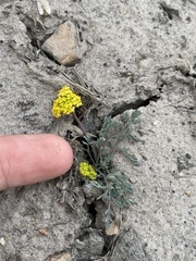 Lomatium donnellii