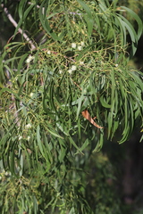 Acacia implexa