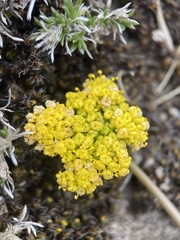 Lomatium donnellii