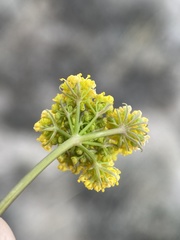 Lomatium donnellii