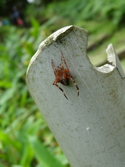 Neoscona adianta