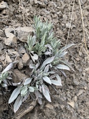 Physaria occidentalis