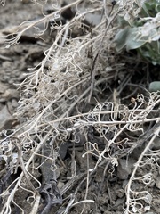 Physaria occidentalis