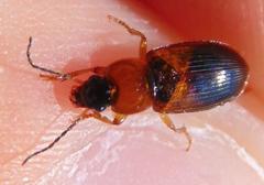 Stenolophus teutonus