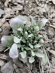 Physaria occidentalis