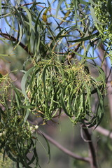 Acacia implexa