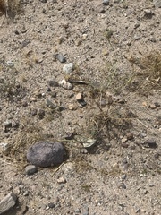 Palafoxia arida arida