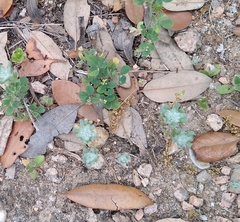Diaperia prolifera