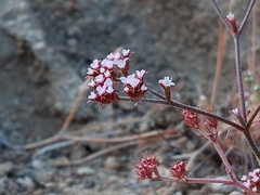 Chorizanthe staticoides