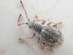 Thricolepis inornata