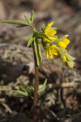 Gymnospermium altaicum