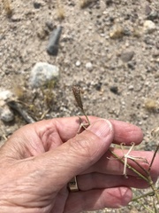 Palafoxia arida arida