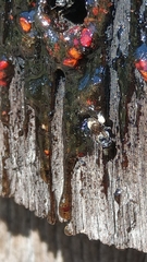 Austroplebeia