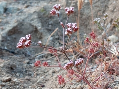 Chorizanthe staticoides