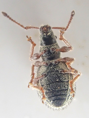 Thricolepis inornata