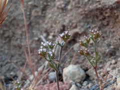 Chorizanthe staticoides