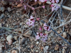 Chorizanthe staticoides