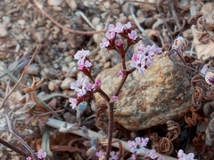 Chorizanthe staticoides
