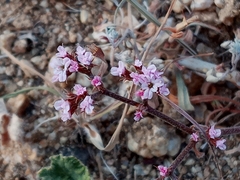 Chorizanthe staticoides