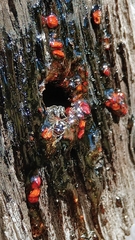 Austroplebeia