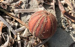 Amblypneustes formosus