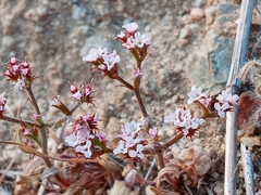 Chorizanthe staticoides