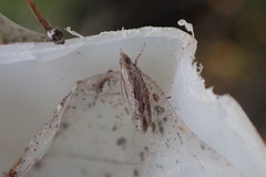 Strepsicrates ejectana