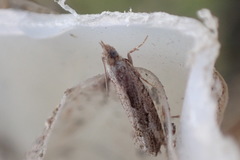 Strepsicrates ejectana