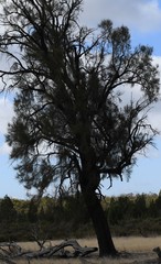 Allocasuarina luehmannii