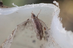 Strepsicrates ejectana