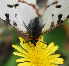 Sericinus montela