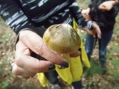 Tricholoma sejunctum
