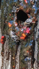 Austroplebeia