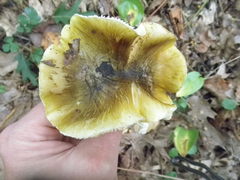 Tricholoma sejunctum